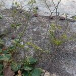 Boerhavia diffusa Plante entière