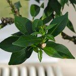 Citrus × aurantiifolia Folha