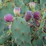 Opuntia dillenii Fruit