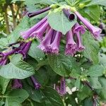 Iochroma cyaneum Blomma