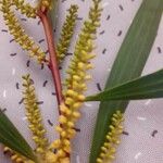 Acacia auriculiformis Flor