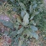 Rumex patientia Habit