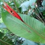 Heliconia monteverdensis Цвят