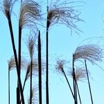 Miscanthus sinensis Libunga