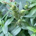 Antirrhinum australe Fruit