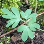 Corydalis solida 叶