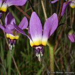 Primula clevelandii Blomst