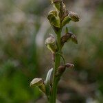 Chamorchis alpina Habitus