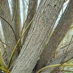 Salix alba Bark