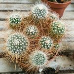 Mammillaria spinosissima Характер