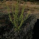 Dysphania botrys Mosusu