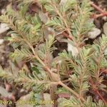 Euphorbia glyptosperma Arall