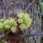 Xylosma grossecrenata