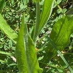 Scorzonera hispanica Leaf