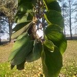 Bauhinia variegata 花