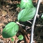 Cotoneaster nebrodensis Blad