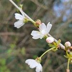 Prunus cerasus Λουλούδι