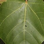 Ochroma pyramidale 葉