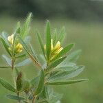 Eriosema crinitum Leaf