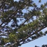 Araucaria cunninghamii Folha