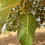 Ficus platyphylla Leaf