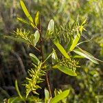 Salix caroliniana Fruit