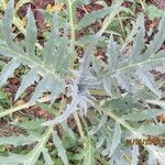 Cynara scolymus മറ്റ്