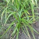 Carex pendula Leaf