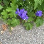 Delphinium ajacisFlower