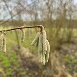 Corylus avellanaFlower