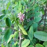 Indigofera tinctoria