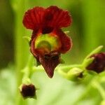 Scrophularia peregrina Квітка
