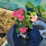 Impatiens walleriana 花