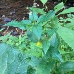 Lysimachia ciliata Leaf