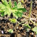 Geranium pusillum Fruchs