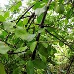 Pisonia aculeata आदत