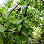 Pisonia aculeata Облик