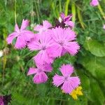 Dianthus carthusianorumKvet