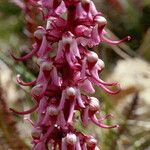 Pedicularis groenlandica Blomst