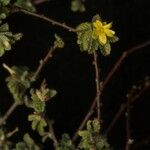 Turnera diffusa Агульны выгляд