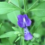 Trichostema dichotomum Bloem