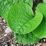 Trachystemon orientalis Hostoa