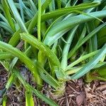 Albuca bracteata Hábito
