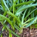 Albuca bracteata Habitus