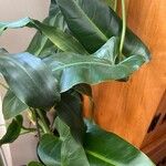 Philodendron martianumHoja