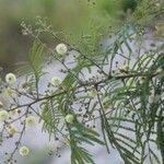 Acacia acanthaster