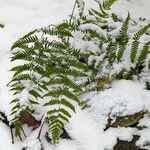 Dryopteris erythrosora Habit