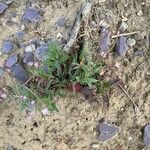 Epilobium ciliatum Habitus