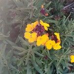 Erysimum cheiri Flower