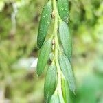 Afropectinariella gabonensis Leaf